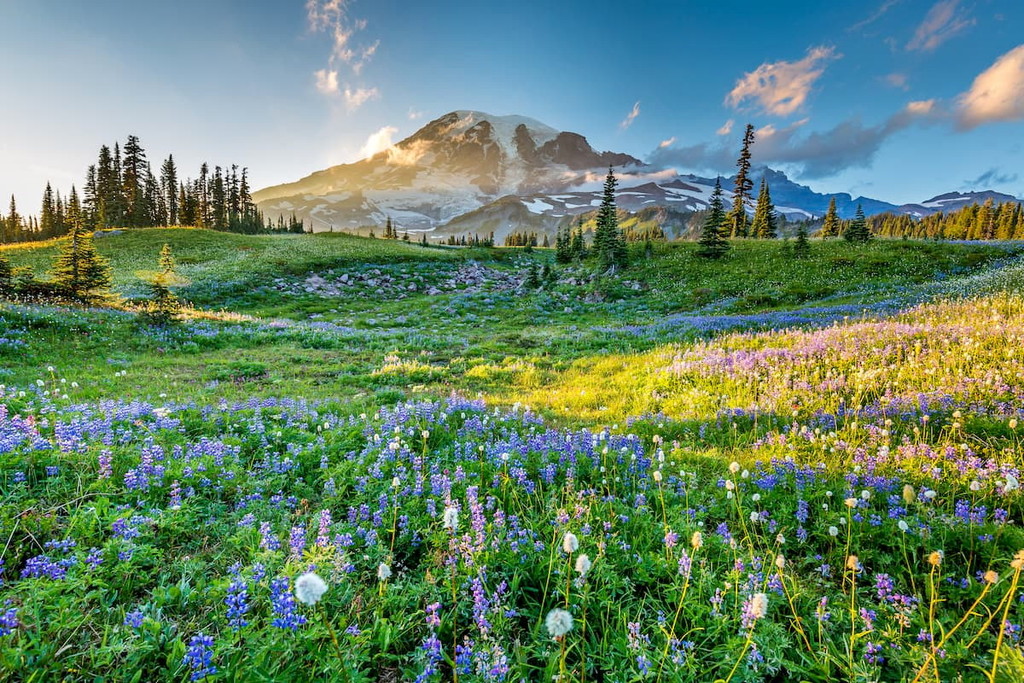 Mount Rainier National Park, Washington