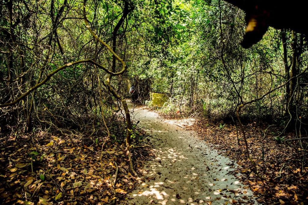 A pathway into a tropical rainforest, Nigeria, Africa