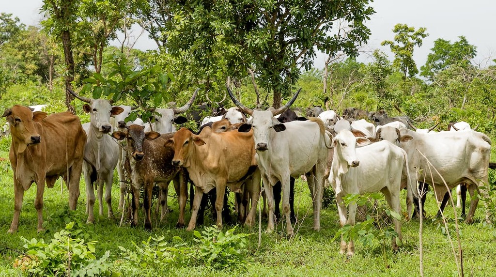 Old Oyo National Park