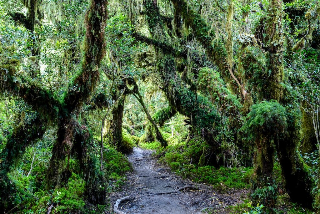 Enchanted Forest, Queulat National Park, Chile