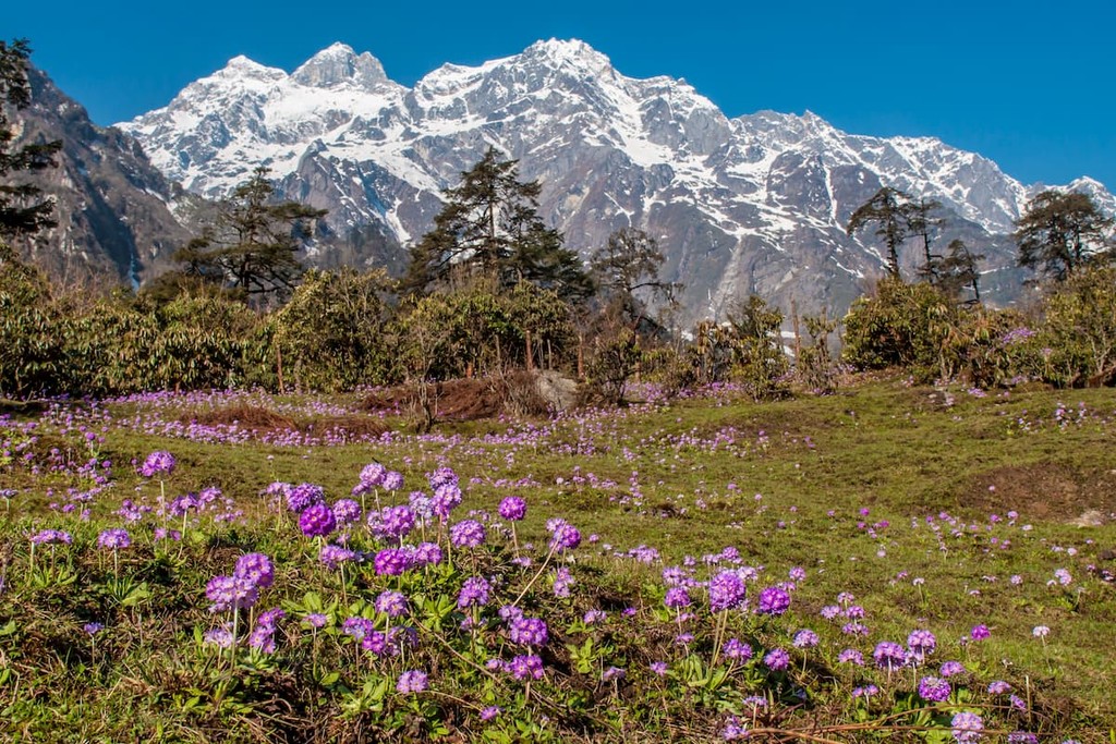 Purple flowers on meadow in thangu valley, north Sikkim