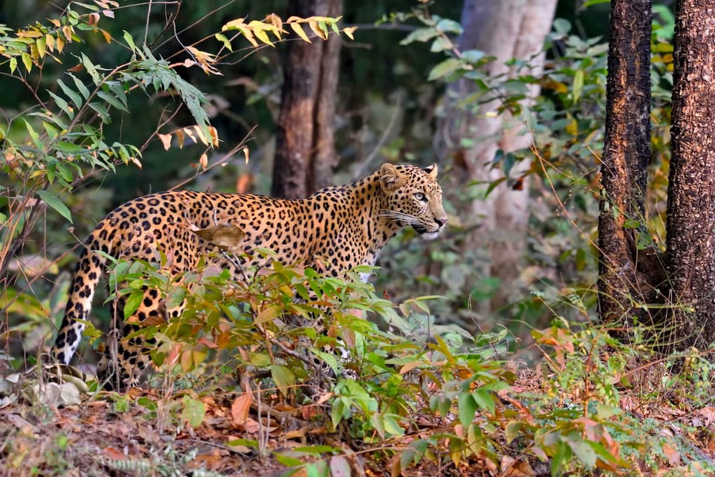 Leopard Sikkim