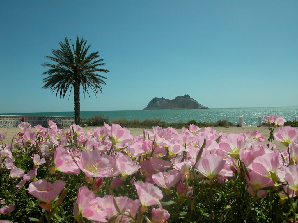 Bahia Kino. Sonora