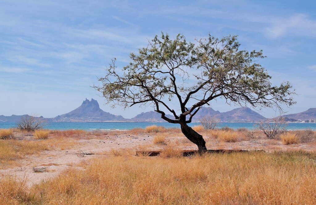 Sonora