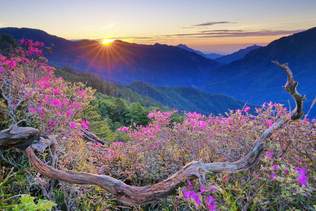 Hehuan Mountain,With morning dew along the Trails of Taroko National Park