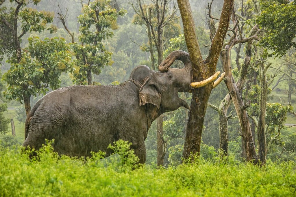 An elephant leans against a tree with its big tusks in the rain in the jungles of the Mudumalai National Park in Tamil Nadu, India.